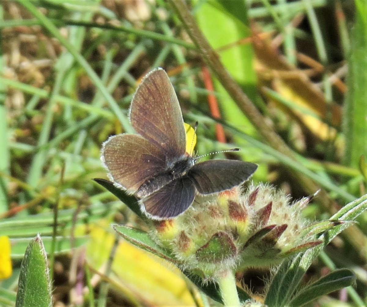 trailerbythesea's tweet photo. Annual pilgrimage to Portknockie, Moray, which will forever be home of the #SmallBlue to me. Colony thriving and SBs also at #SpeyBay today with a couple of flighty #DingySkippers (DS pic from last year, as they were too frantic in the heat). LOVE #butterflies LOVE #biodiversity https://t.co/kGa1BPu7kW