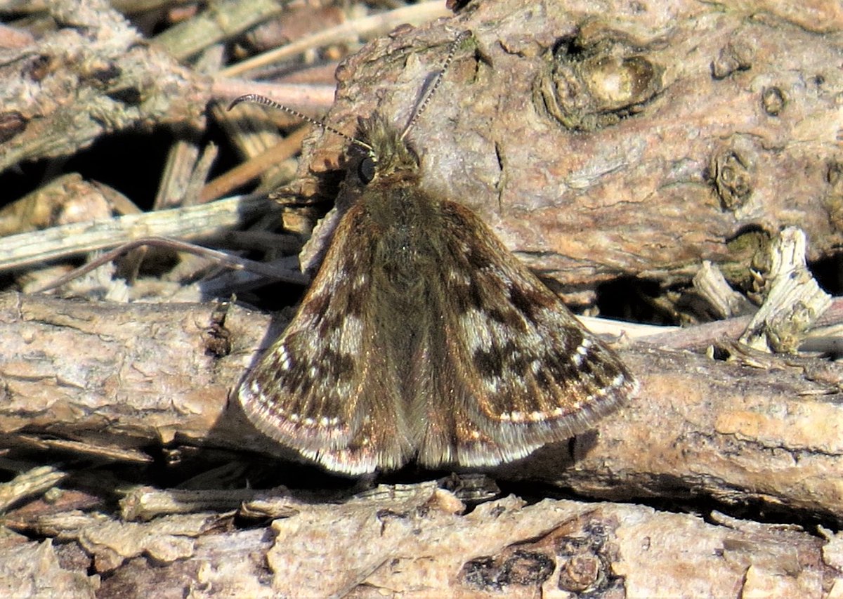 trailerbythesea's tweet photo. Annual pilgrimage to Portknockie, Moray, which will forever be home of the #SmallBlue to me. Colony thriving and SBs also at #SpeyBay today with a couple of flighty #DingySkippers (DS pic from last year, as they were too frantic in the heat). LOVE #butterflies LOVE #biodiversity https://t.co/kGa1BPu7kW
