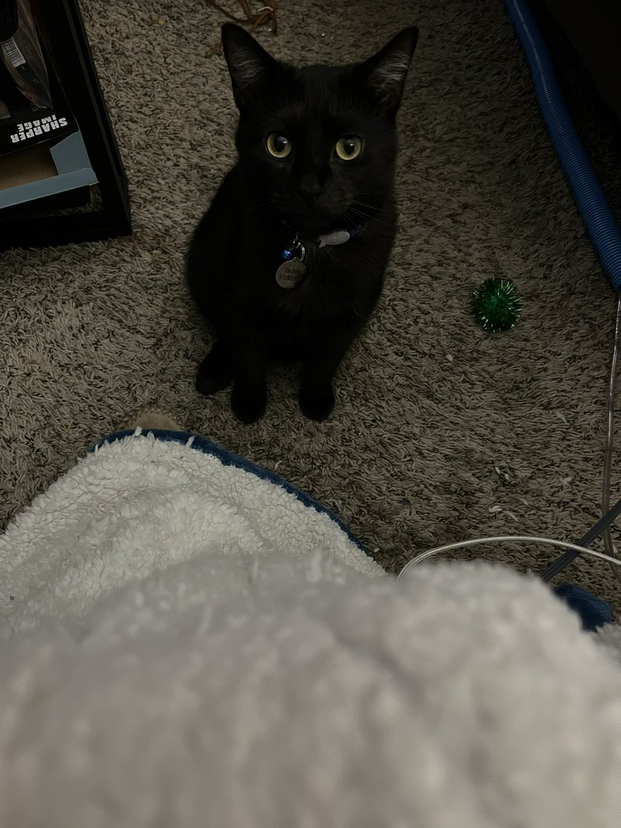 Kate_in_KC's tweet image. Sekhmet looking cute as hell. #Caturday #cats #voidkitty #CatsOfTwitter