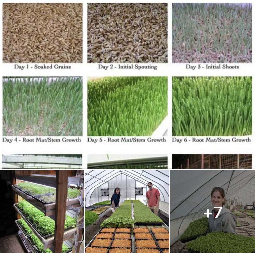 How to Grow Microgreens in a Jar at Home - An Off Grid Life