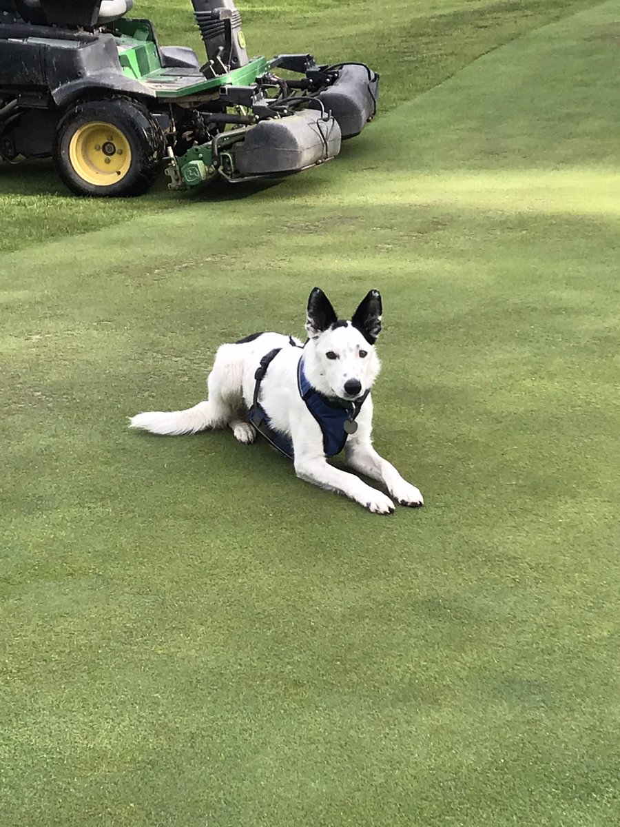 CVGCSUPER's tweet photo. @GreensPro @DogsOfTurf https://t.co/jG516UHYHu