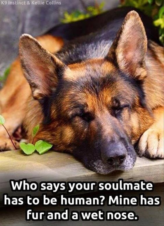 ShadowDogDesign's tweet photo. Who says your #soulmate has to be human?  Mine has fur and a wet nose.

#Doogs #Dog #BestFriend #DogsAreLove #MySoulmateHasAWetNose https://t.co/FFspDkpNby