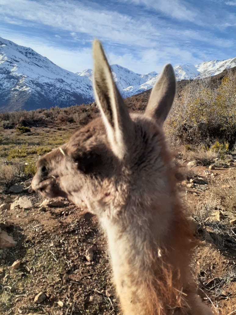<a href="/sagchile/">SAG</a> #LosAndes #SanFelipe y #Petorca informan que producto de nevazones en zonas precordilleranas podrían bajar guanacos desorientados a poblados rurales. En caso de avistar animales en peligro o heridos dar aviso a Carabineros, PDI o al SAG. #ProtegeLaFaunaSilvestre