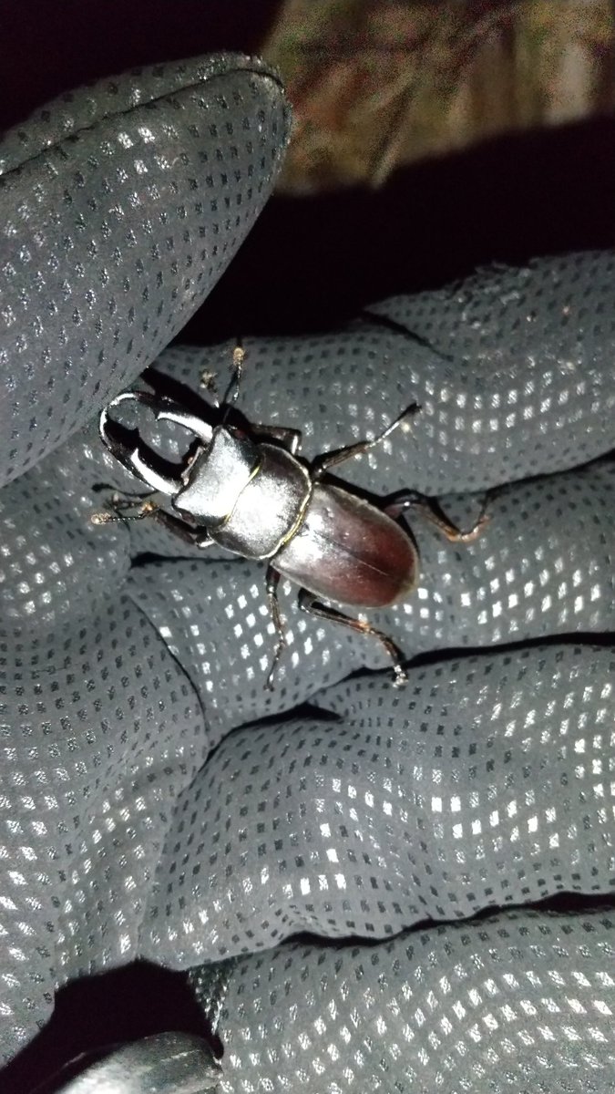 初心者のらビト Newbienorabito Twitter