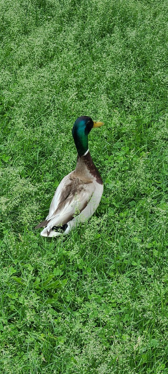 Dr. Dunkenstein tweet media