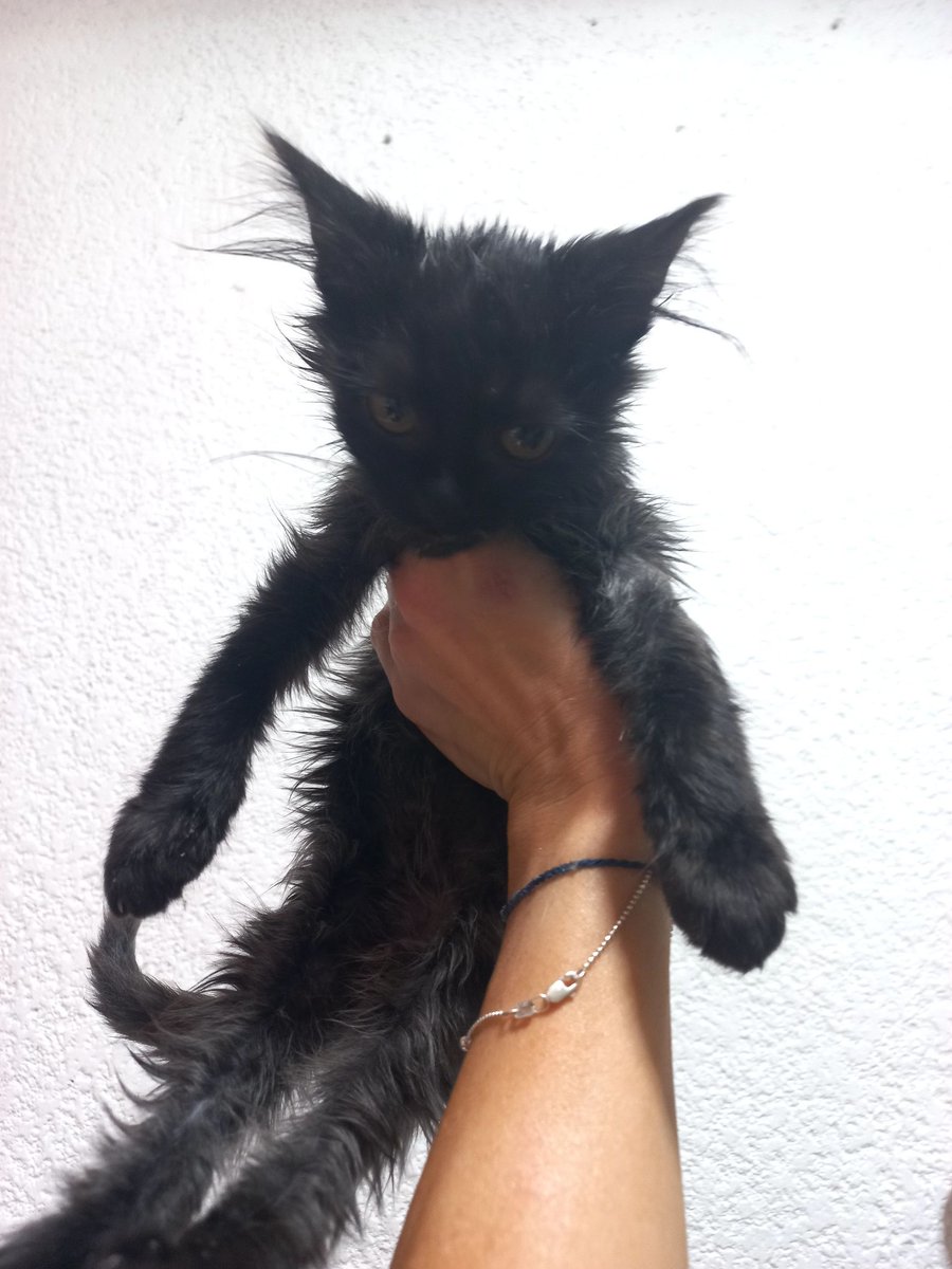 Moisés, Salomón y Betsabé  en adopción. Ya recibieron una desparasitación, pero requerirán más. 

Negativos a FeLv y FIV 💓

Son muy peludos, muy muy buenos y amorosos.😍