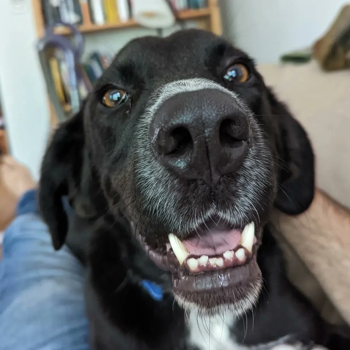 zemanation's tweet photo. Jimmy Chew, a strong 68 pound good boy, needs a permanent home

Pros: housebroken, cuddler, loves all people &amp; almost all dogs, not needy when ignored

Cons: wants to murder rabbits &amp; squirrels, leash puller (getting better), food aggressive

Age: a very young 5

Spread the word! https://t.co/RftiGJZsIv
