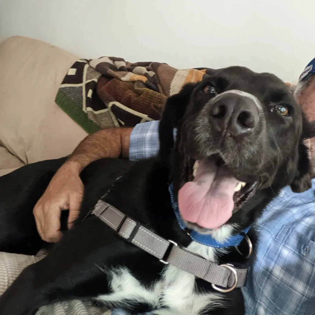 zemanation's tweet photo. Jimmy Chew, a strong 68 pound good boy, needs a permanent home

Pros: housebroken, cuddler, loves all people &amp; almost all dogs, not needy when ignored

Cons: wants to murder rabbits &amp; squirrels, leash puller (getting better), food aggressive

Age: a very young 5

Spread the word! https://t.co/RftiGJZsIv