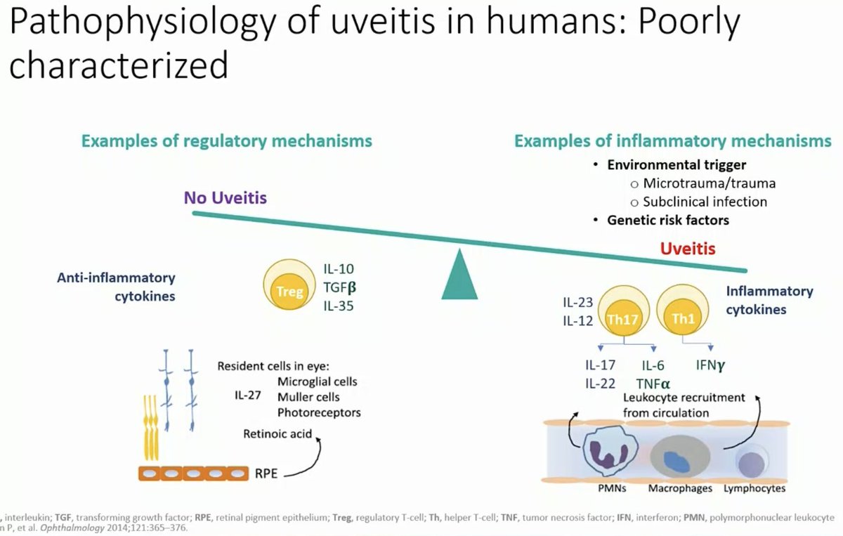 #EULAR2022 
Rheumatology across boundaries
The eye in rheumatic diseases
🧿The Pathophysiology of Uveitis is poorly understood 
🧿 Uveitis is thought to be due to enthesitis of ciliary body attachment 
🧿TH17 and TH1 are major mediators of inflammation