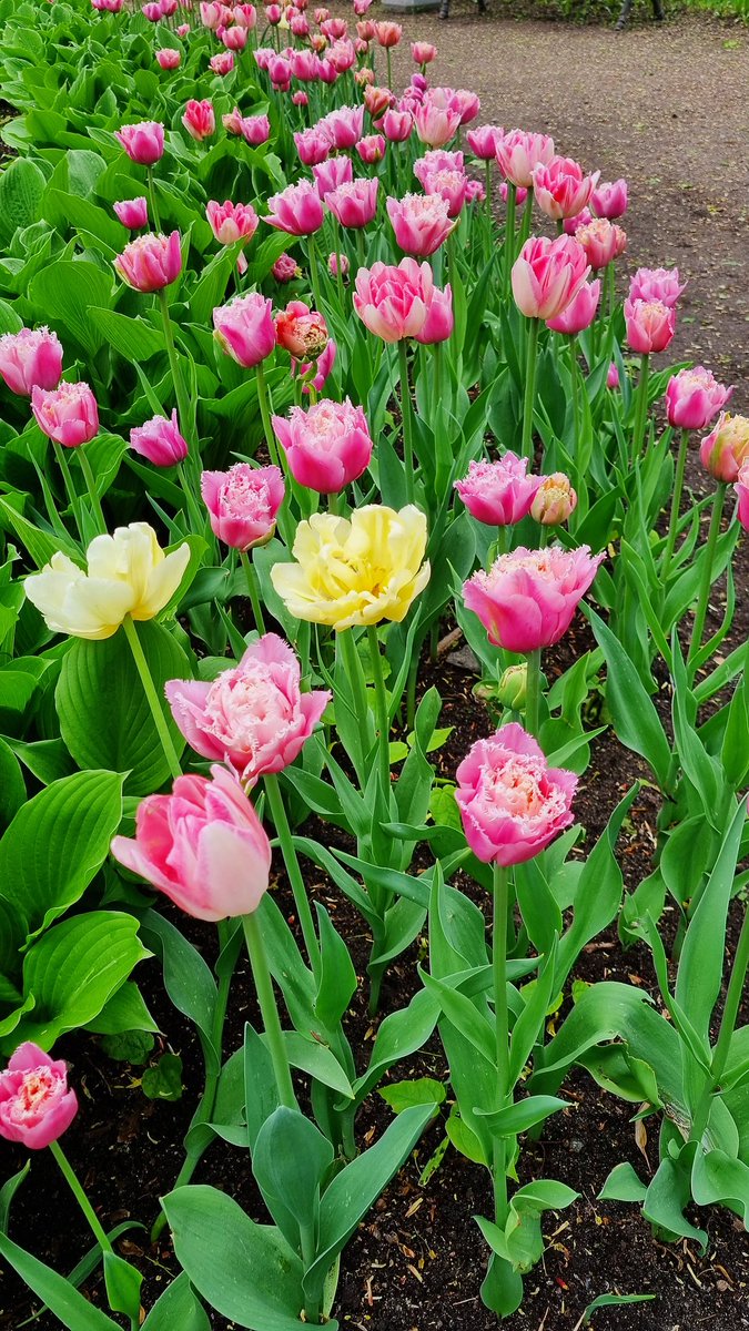 Прошлась по Гатчине. Нашла на окне кота, неучтённую яблоню с красивыми цветами, а потом просто прошлась по парку.
Попала под дождь.