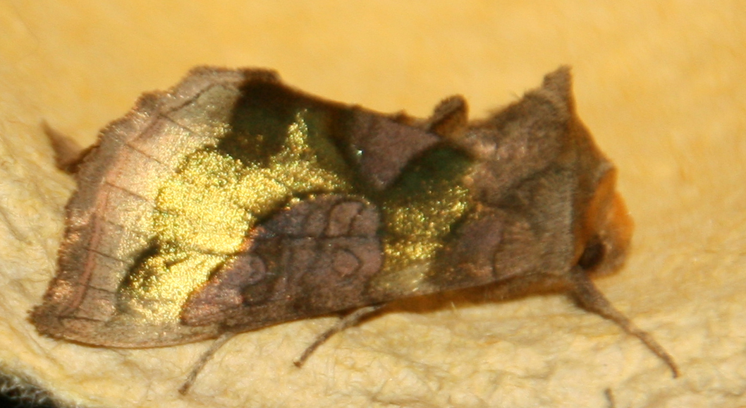 HEastcott's tweet photo. @TheDetermin8or So pleased to have these two beautiful moths to my trap last night. Great Oak Beauty and Burnished Brass also a couple of nfy micros E. bilunana and I think Hedya nubiferana. https://t.co/IFWgmTDwG6