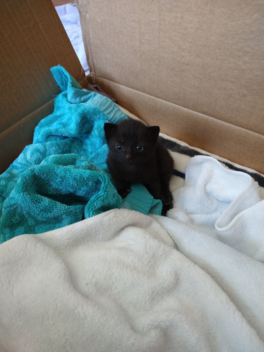 AMoonlitPath's tweet photo. #Caturday
My outdoor cats milk wasn't coming down properly so I ended up rescuing this little guy.
He's already made himself at home with me and my dog. 💜 https://t.co/Hou2deT6cA