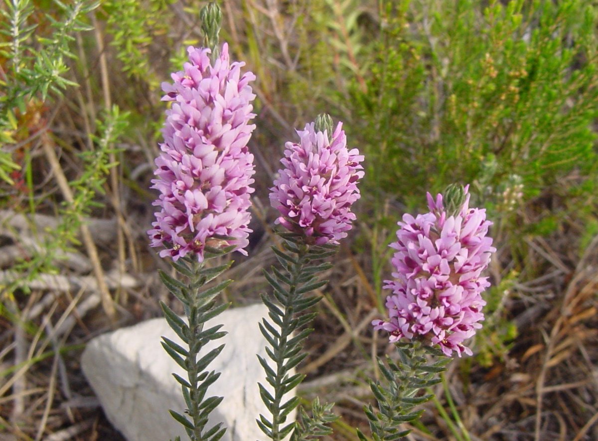 fernkloofza's tweet photo. FABACEAE: #Amphithalea #virgata
An erect resprouting shrub up to 40cm, which is flowering on the lower mountain slopes. This plant is classified on the Red List as #vulnerable. https://t.co/ASoBe7RbGW