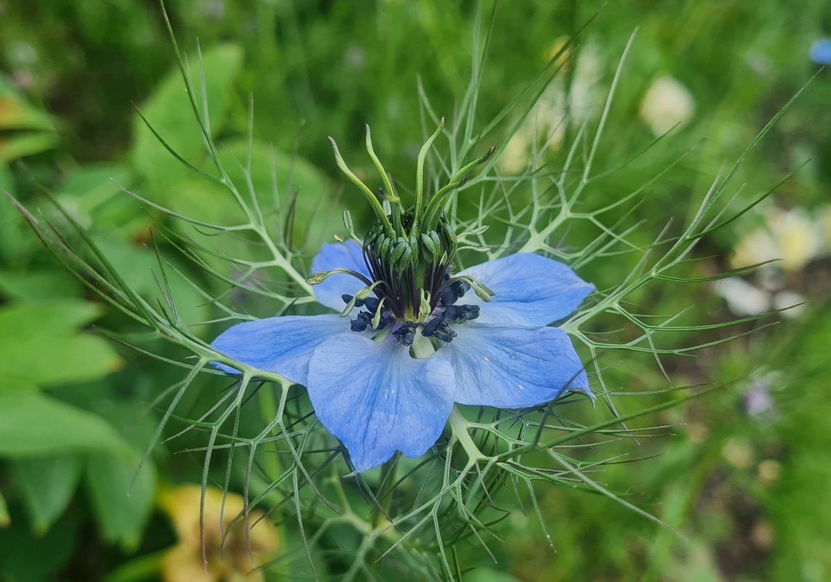 Nigella  (love in a mist)