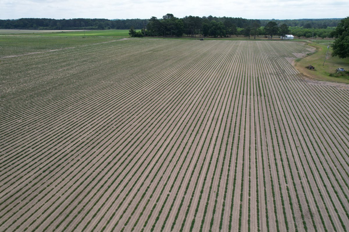 A beautiful morning to fly my new <a href="/DJIGlobal/">DJI</a> #Air2S over some #peanut fields