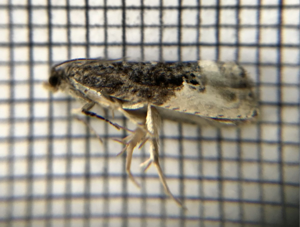 HEastcott's tweet photo. @TheDetermin8or So pleased to have these two beautiful moths to my trap last night. Great Oak Beauty and Burnished Brass also a couple of nfy micros E. bilunana and I think Hedya nubiferana. https://t.co/IFWgmTDwG6