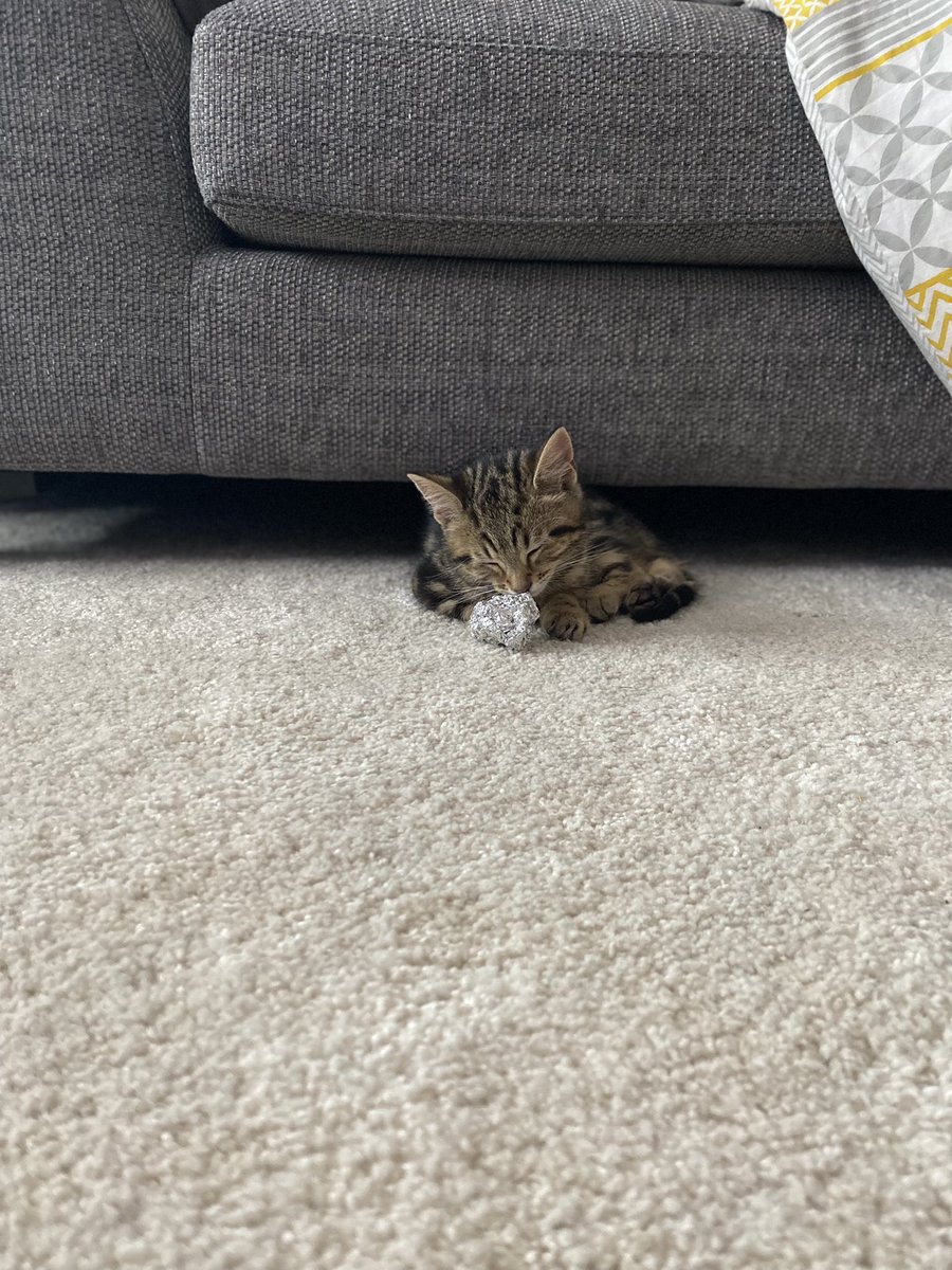 primaryteachsg's tweet photo. We’ve just celebrated our first #HappyCaturday Meet our new fur baby Arlo 💙😻 https://t.co/yQ7xaGav4X