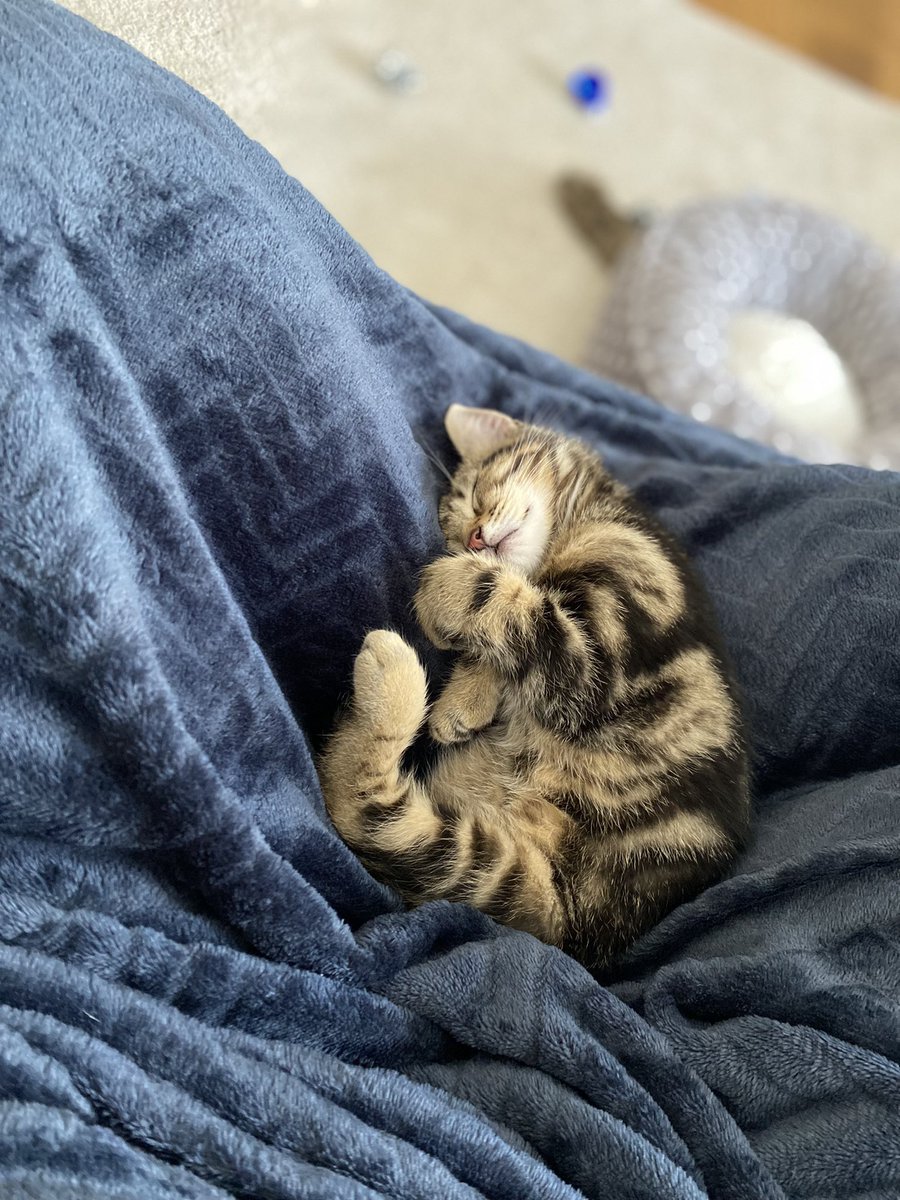 primaryteachsg's tweet photo. We’ve just celebrated our first #HappyCaturday Meet our new fur baby Arlo 💙😻 https://t.co/yQ7xaGav4X