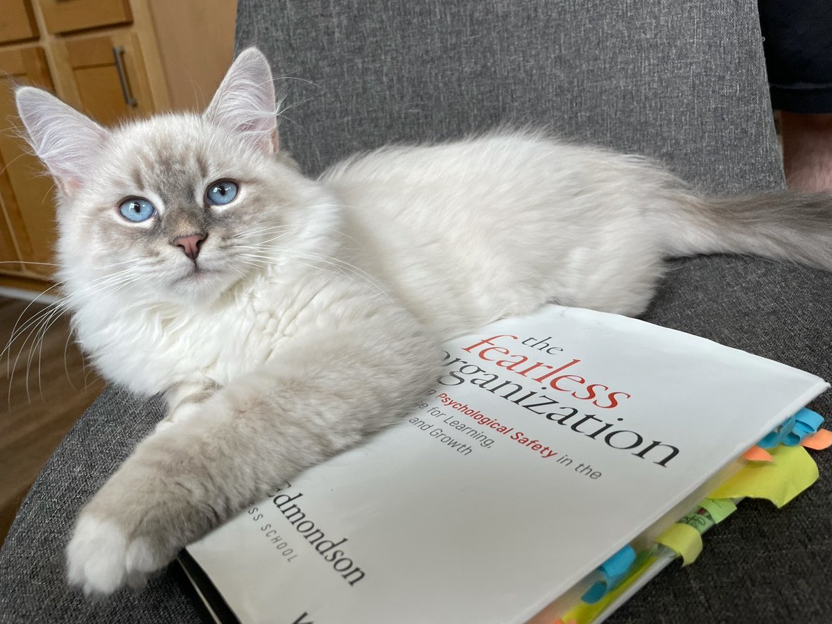Sent to me by a colleague. This is Bao, the #fearlesskitten . 

This is not a cat who has a problem with #speakingup. 

#PsychologicalSafety #TheFearlessOrganization
#WorkFearlessly
#caturday