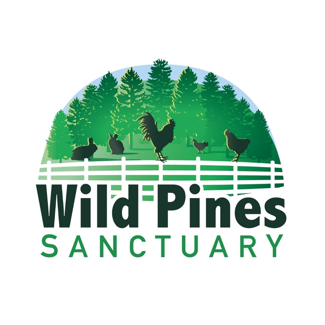 2022 Greenville FunFest Vendor Spotlight!

@WildPinesSanctuary is a 501(c)(3) non-profit animal rescue and sanctuary in South Carolina! Stop by their booth, learn about their residents and join their mission! 

Tickets 👉 greenvillefunfest.com
<a href="/yelpgreenville/">Yelp Greenville</a>