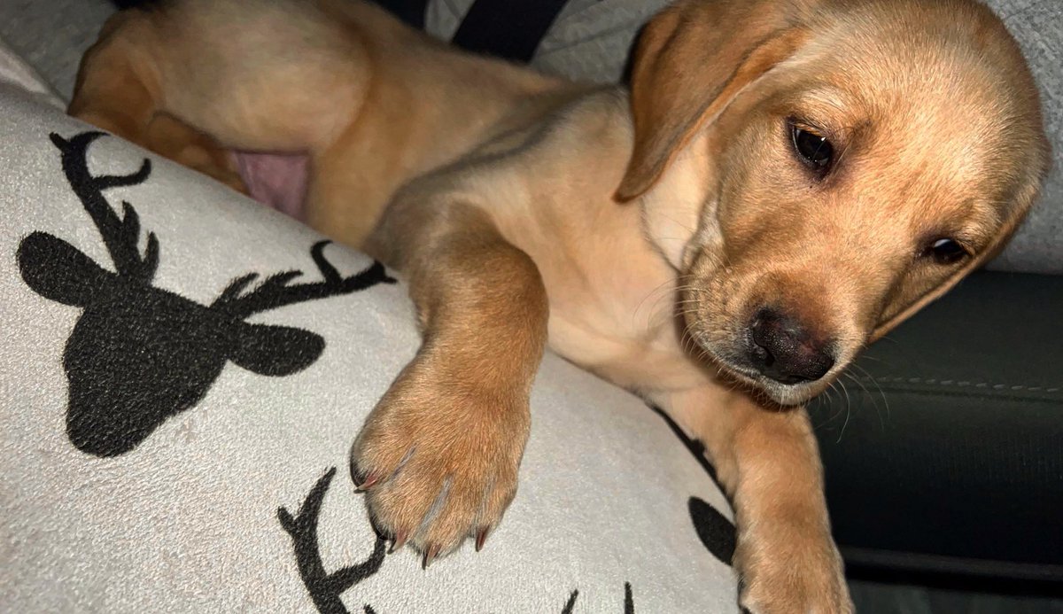 Meet Kash 🐶