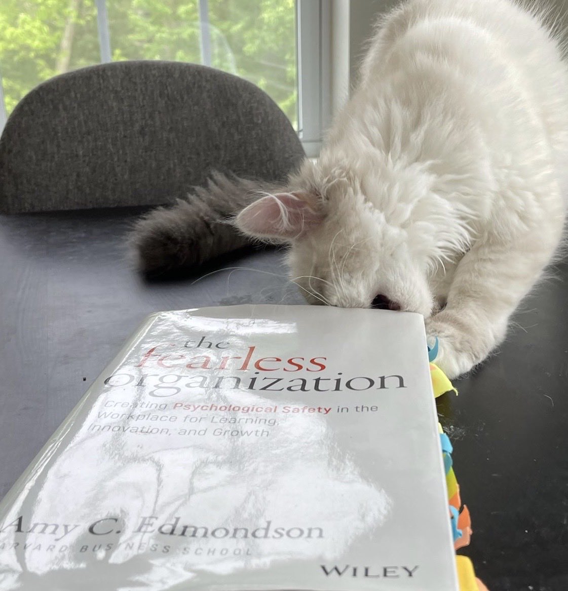 Bao thinks the Post-its need to be rearranged. Or eaten. 

#CatFearlessly
#PsychologicalSafety
#TheFearlessOrganization
#Caturday