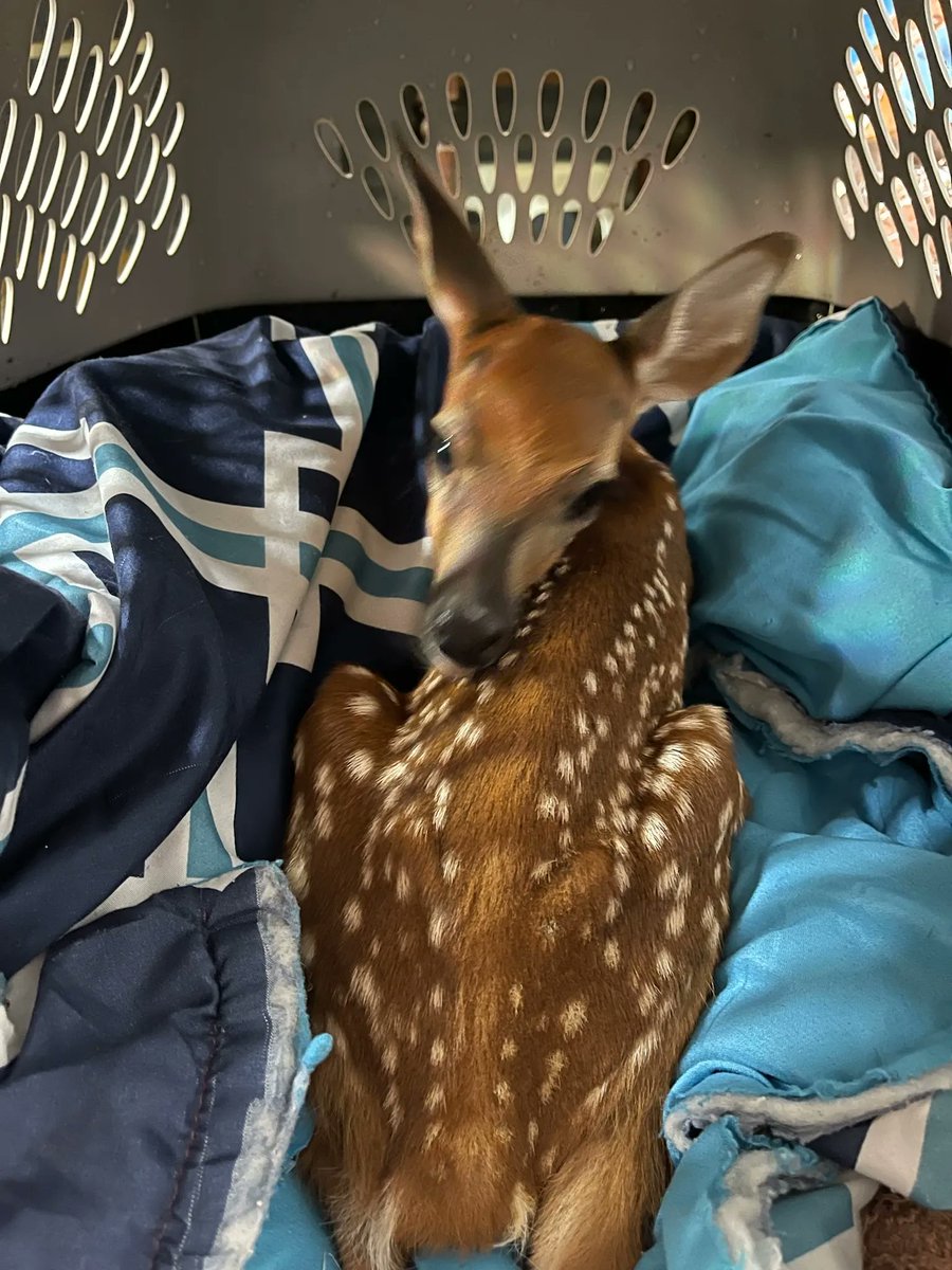 This fawn was caught in a brush fire &amp; suffering from burned hooves &amp; smoke-filled lungs. Volunteer pilot Josh flew her to Treasure Coast Wildlife Rehab in Stuart, FL. Now her lungs are clear, feet are restored and she's having a wonderful life with other fawns. #pilotsnpaws