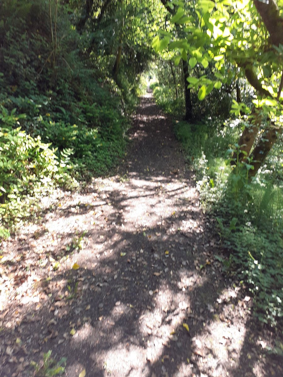 itajrd's tweet image. Beautiful morning for #walking  O'Brien's Bridge -Errina canal #looped #walk @ClareCoCo. @Denraj