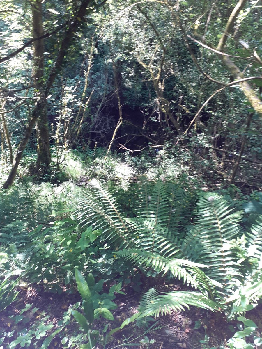 itajrd's tweet image. Beautiful morning for #walking  O'Brien's Bridge -Errina canal #looped #walk @ClareCoCo. @Denraj