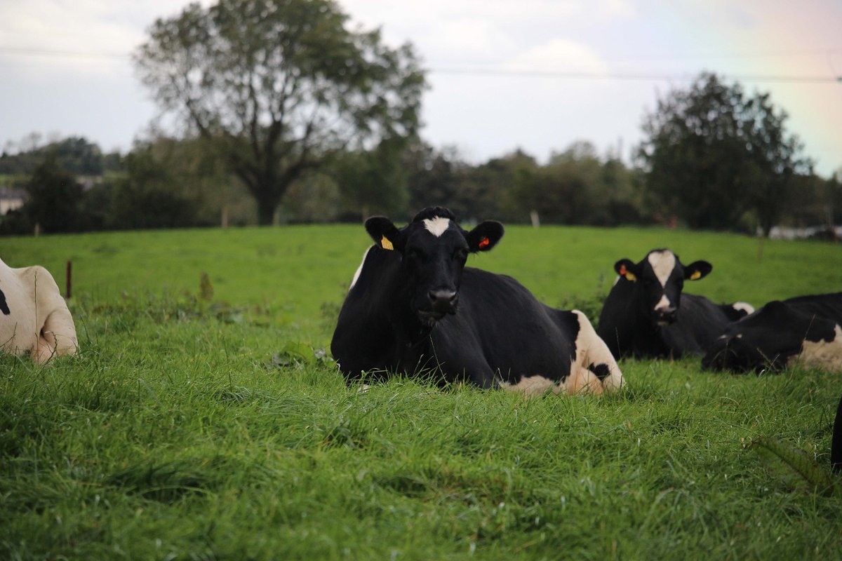 ”#CowManager is probably one of the most efficient investments we've made in the last few years. It looks after cow welfare better than we can ourselves." - Barry O’Mahony, 200 cows, Ireland 🐄➡️ bit.ly/3Ktjkkh #ireland #dairyfarming #efficiency #cowmonitoring