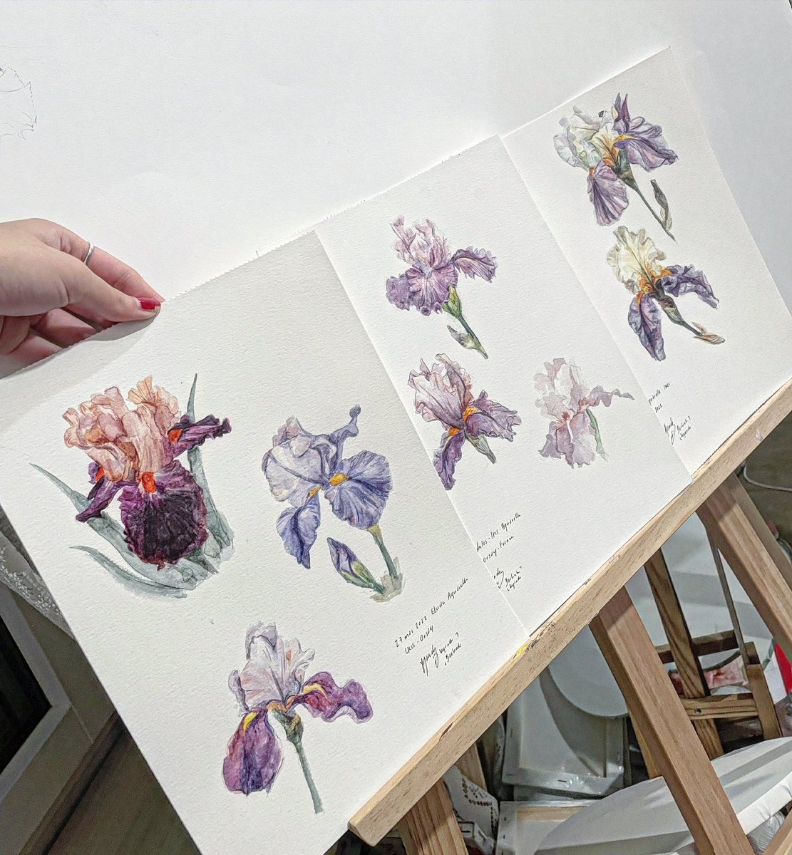 kyandipkin's tweet photo. Des aquarelles d'Iris #watercolorpainting #art https://t.co/IEMRc2bYXk
