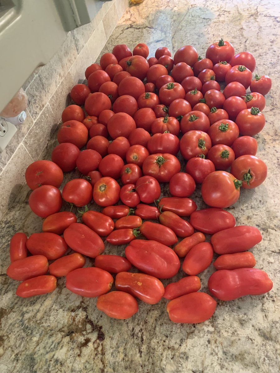 TheCajunOzone's tweet photo. Picking a bunch of tomatoes in the garden so I decided to put some up in the freezer. Thanks to #VacMaster 
⁦@VacMasterFresh⁩ https://t.co/c0IwlRpI1l