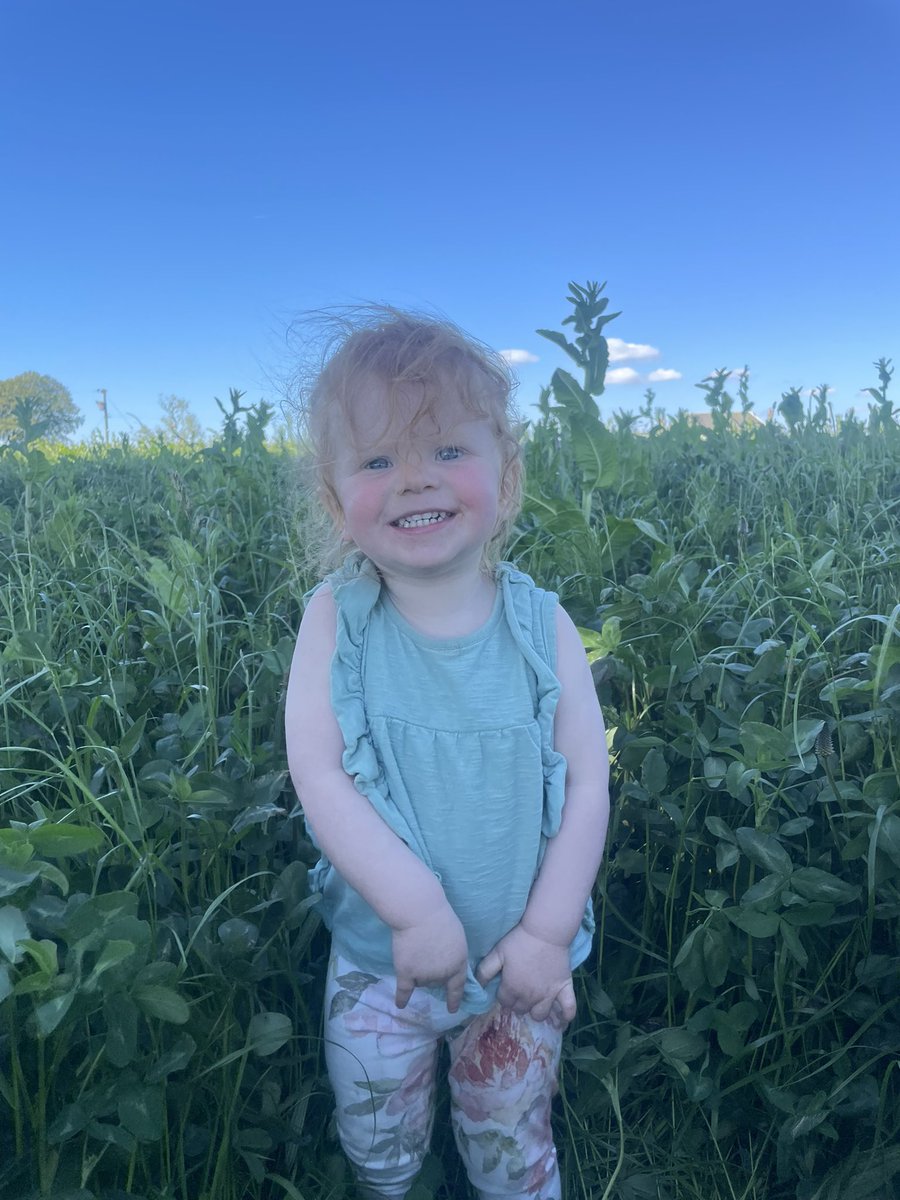 MossgielFarm's tweet photo. ‘OK DAD, it’s time to get this cut and baled - there’s bits bigger than me!’
#GrassIsClass #MossgielFarm #HerbalLeys #Organic #Dairy https://t.co/ST43Yqoxek