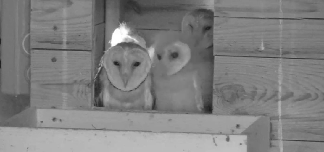 GiedreP's tweet photo. Can’t get enough of these live webcams that allow us to observe nests and daily lives of different bird species in Spain.
Here you have a few baby owls watching the night from their cozy house! Enjoy!
https://t.co/nDBIuhJjld
#webcamlechuza #birdviewing #birding @SEO_BirdLife https://t.co/o7WXs6Ngvb