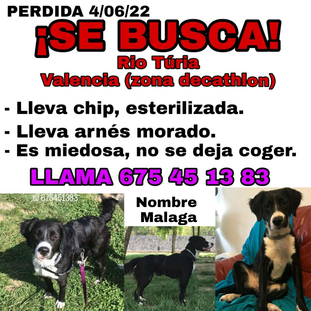 Pet_Trobades's tweet photo. 🚨🚨 SE BUSCA 🚨🚨 https://t.co/gHysru6gEe
