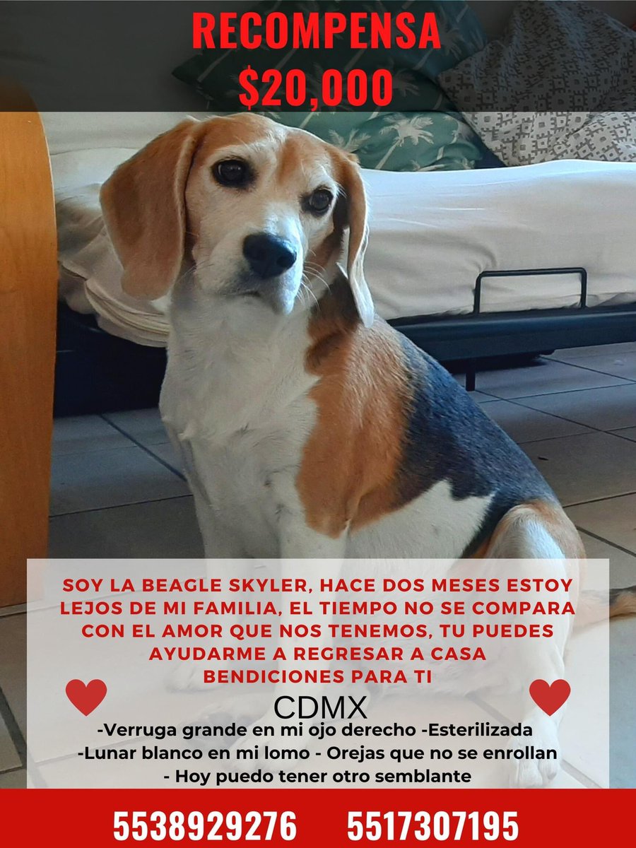 #buscandoaskyler #BuscandoASkyler ♥️🙏🏼🐶🙏🏼♥️ Vamos muchachos por ahí debe estar, si la ven resguarden y ayúdenla a volver con su familia por favor 🙏🏼