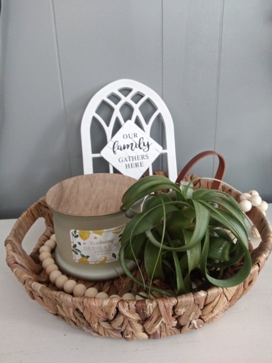 I am obsessed with air plants!!!! No soil needed! ❤️🥰😍