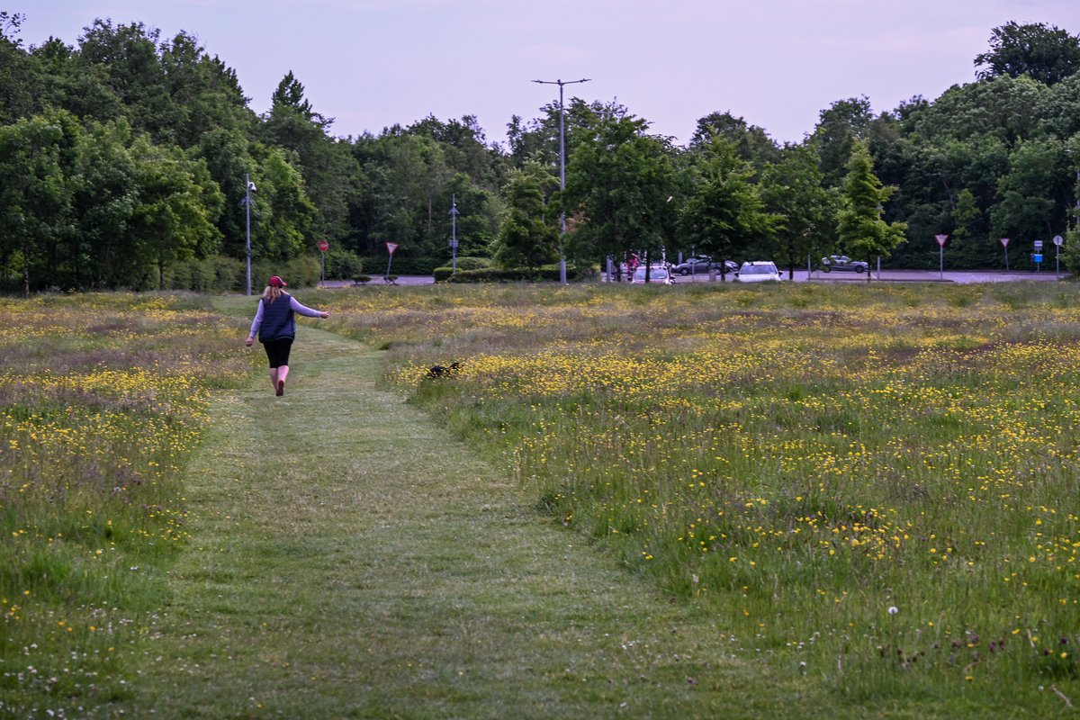 MOConnell07's tweet photo. Last evening's stroll in #Galway. Red valerian (Eglington canal & Nuns Island) & wild radish (#GrattanBeach) opportunistic as ever; wild #meadow @nuigalway campus by #Corrib river; and more besides ... https://t.co/fsB026QdMJ
