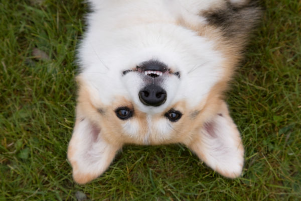 Jacqui_Bruce's tweet photo. It's #InternationalCorgiDay! 🐶
Queen Elizabeth II has had 30+ Corgis in her lifetime. Though her last two Corgis—Whisper &amp; Willow—have both have died, she does still has one Dorgi ( Corgi/Dachshund mix) named Candy.
#PlatinumJubilee #FaunaFactsDaily https://t.co/xfd7vZsMls