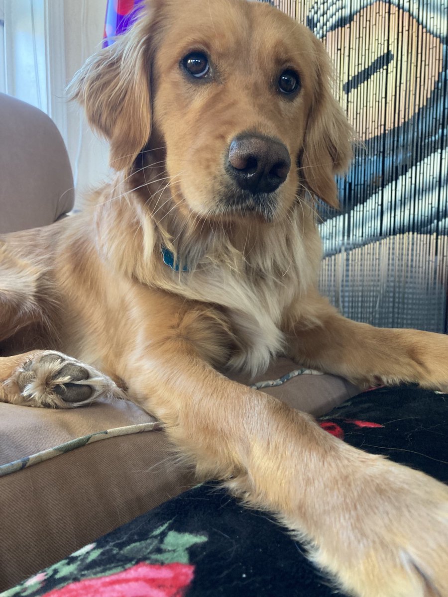 FindingDory831's tweet photo. Did you just say TREAT?!
#goldenretrievers #goldenlife #dogsofinstagram #dogsoftwitter #happy #puppy #love #treats https://t.co/t6qVF9h2cH