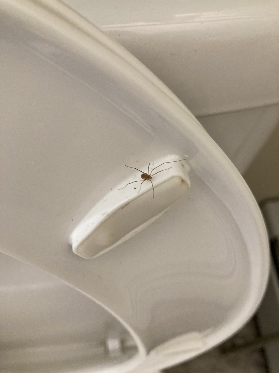 Some might call it OCD. Others, mild paranoia. But on this day, decades of daily diligence are justified. On this day, I am redeemed. May the world know that I have outsmarted the arachnid that surely would have crawled into my butt had it not been thwarted.