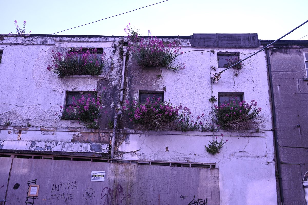 MOConnell07's tweet photo. Last evening's stroll in #Galway. Red valerian (Eglington canal & Nuns Island) & wild radish (#GrattanBeach) opportunistic as ever; wild #meadow @nuigalway campus by #Corrib river; and more besides ... https://t.co/fsB026QdMJ