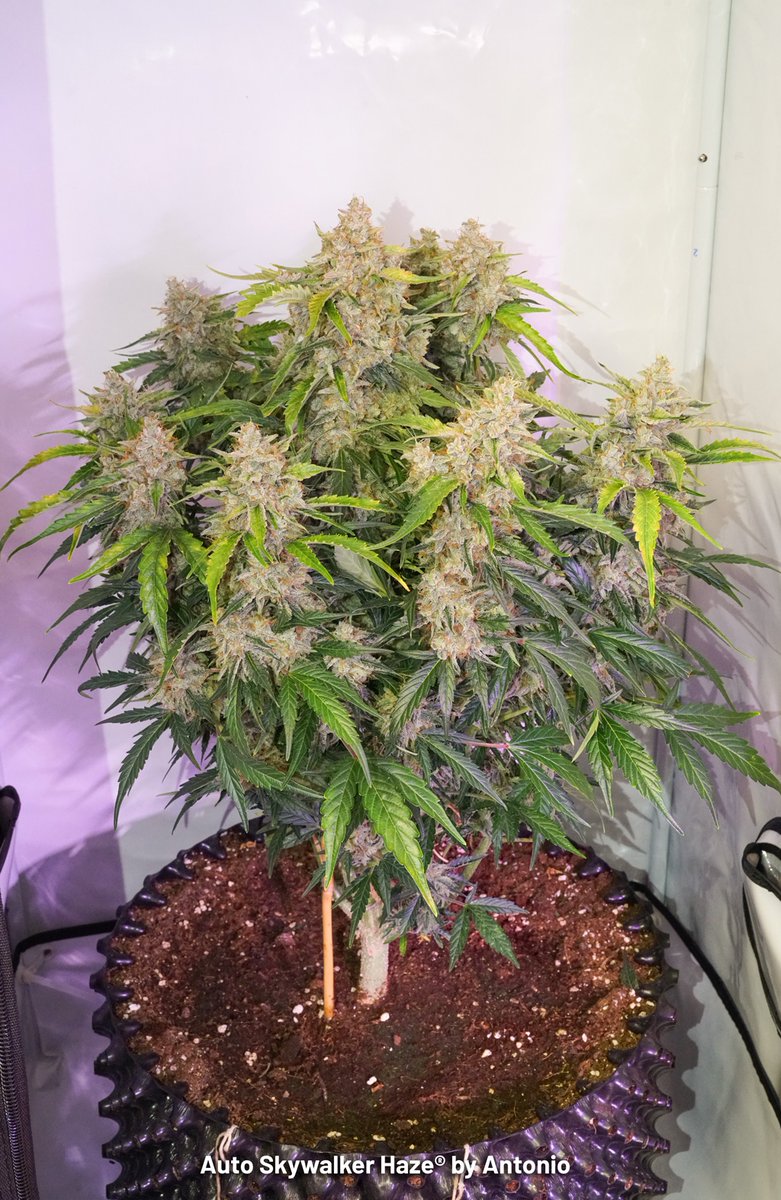 DutchPassion_'s tweet photo. Cannabis micro growing is the cultivation of cannabis in the smallest space possible. The smallest space for a single-plant cannabis micro grow tends to be around 30cm x 30cm (1 foot x 1 foot).
📖 Read more about #microgrowing : https://t.co/SVtlnlJlT9
#dutchpassionblog https://t.co/dmW69N8vUi