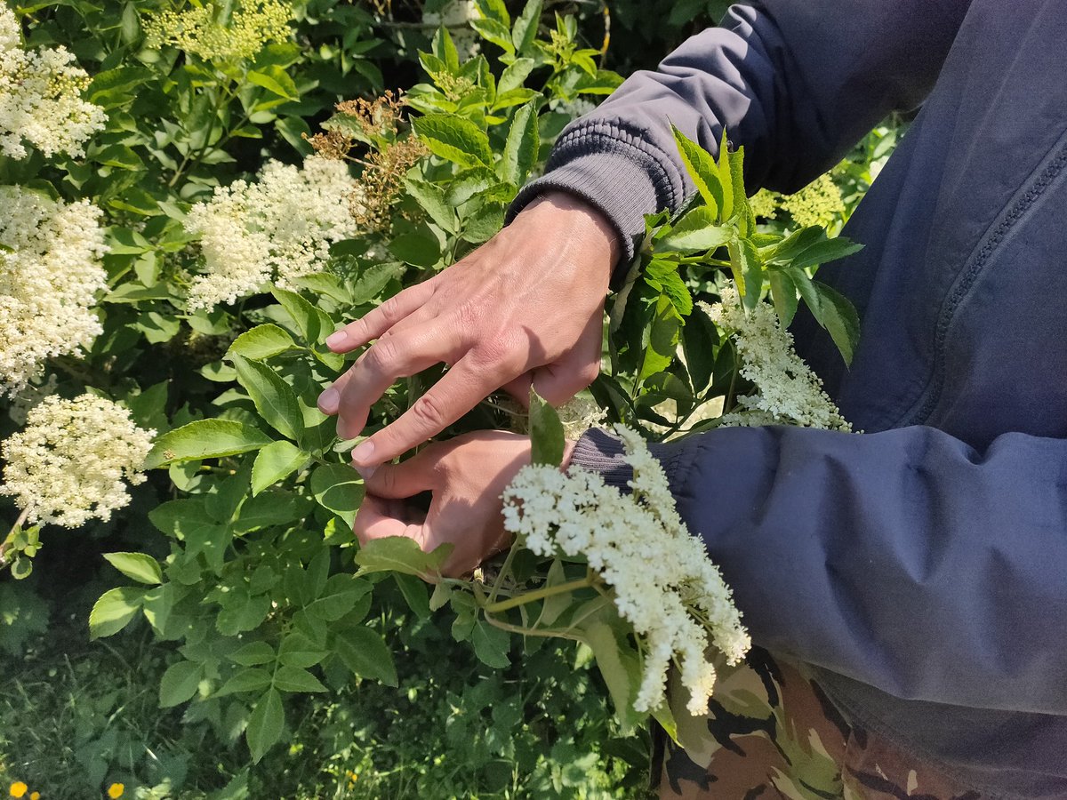 Carol_Edwards_1's tweet photo. Lovely afternoon with @goingpicking gathering elderflowers from Eastbrookend Country Park to make cordial 🥂 and learning how to make natural twine with nettles! 🌿 #beautiful #outdoors #nature #sunshine #forage #LBBDParks https://t.co/urBvBhzgyJ