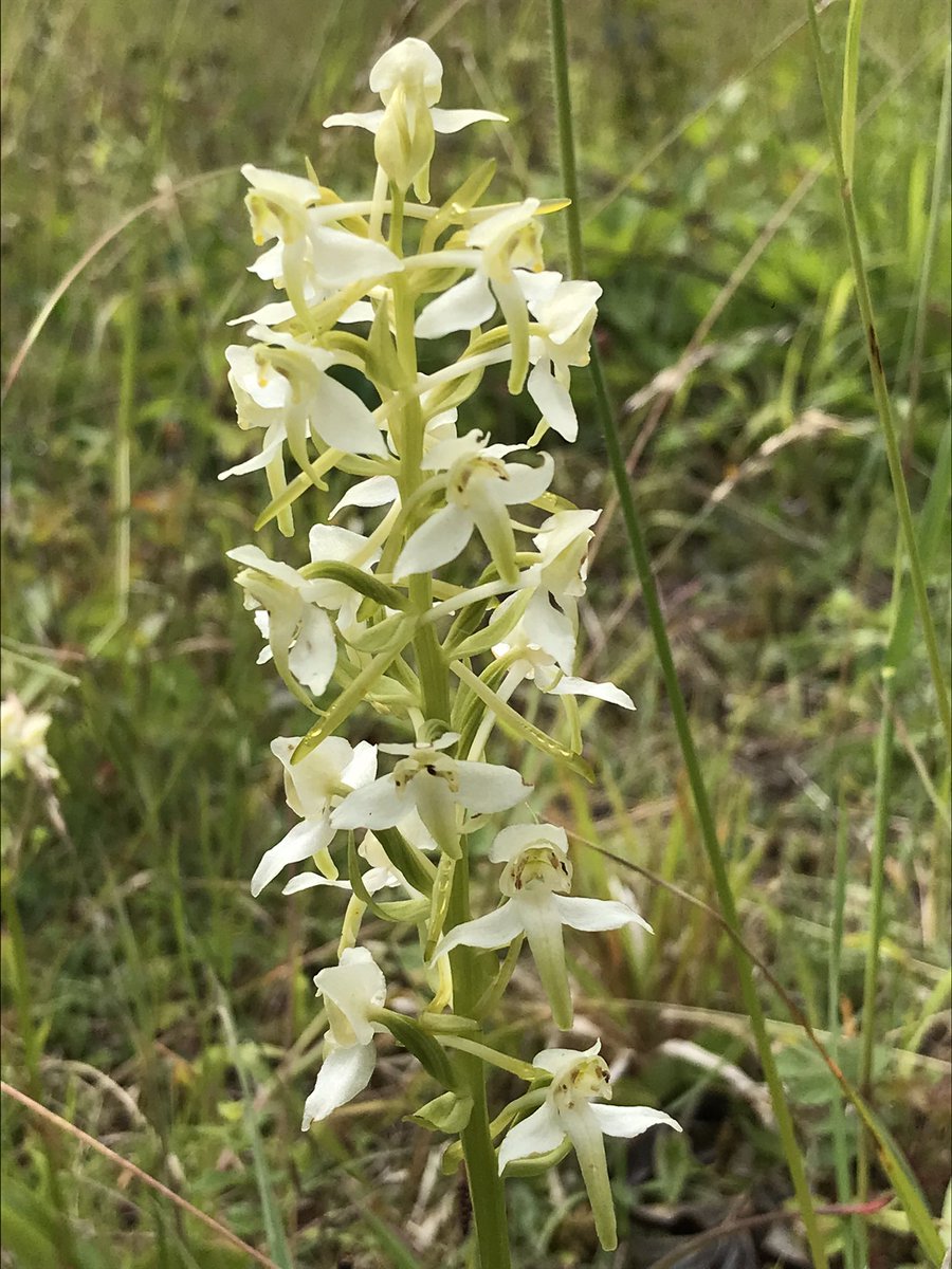 ALightTouchLtd's tweet photo. Went out for Chicken of the Woods. Instead found a colony of < Butterfly Orchids. Then @FishMushy wandered around a corner! Serendipitous as we were hoping to see a Bee! He kindly walked us to his nearest spot! + Chalk Fragrant, Spotty Spots and Twayblades abundant too @ukorchids https://t.co/IHzuh4OW0j