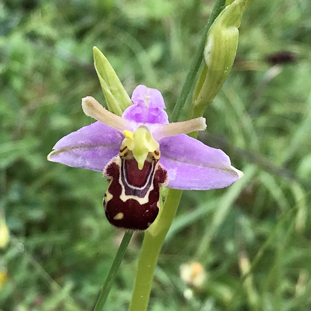 ALightTouchLtd's tweet photo. Went out for Chicken of the Woods. Instead found a colony of < Butterfly Orchids. Then @FishMushy wandered around a corner! Serendipitous as we were hoping to see a Bee! He kindly walked us to his nearest spot! + Chalk Fragrant, Spotty Spots and Twayblades abundant too @ukorchids https://t.co/IHzuh4OW0j