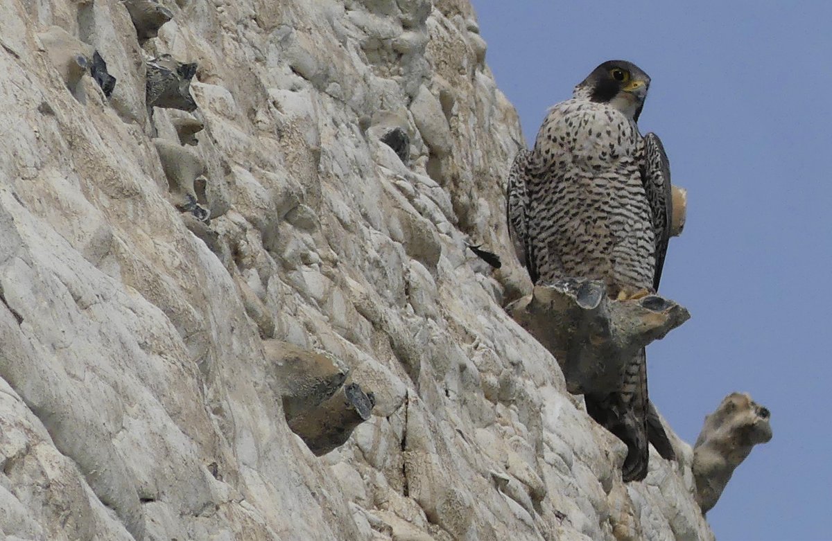 wildlifedrawing's tweet photo. #springwatch Just seen this fantastic Peregrine along the cliffs in Brighton. https://t.co/dxbOGzWePH