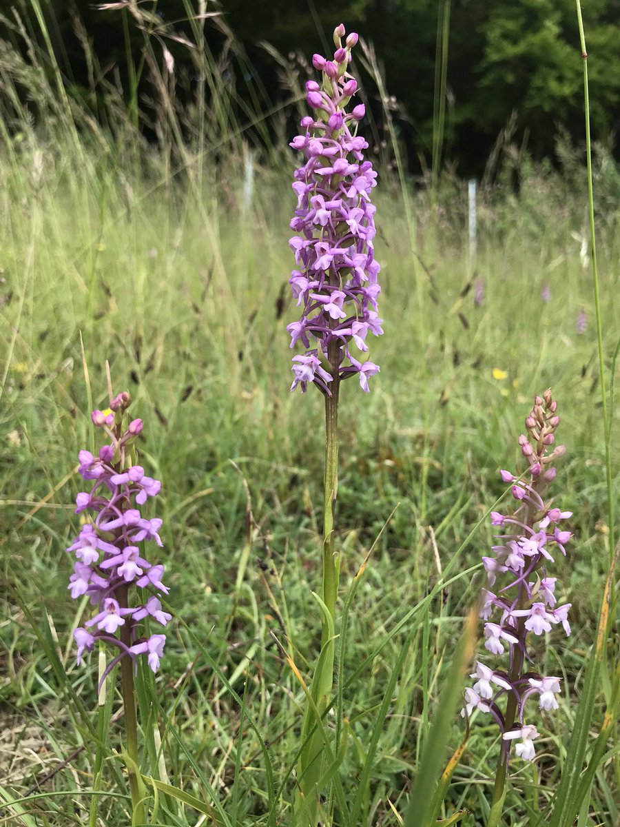 ALightTouchLtd's tweet photo. Today totalled 8 #orchids on 2 wanders! Spotty Spots, Pyramidal, < Butterfly, Bee, Chalk Fragrant, Man, Common Twayblades, White Helleborines! We are lucky in Surrey. So many on the doorstep. @ukorchids @Britainsorchids #dayoff #exploring https://t.co/mnWOsgIDDD