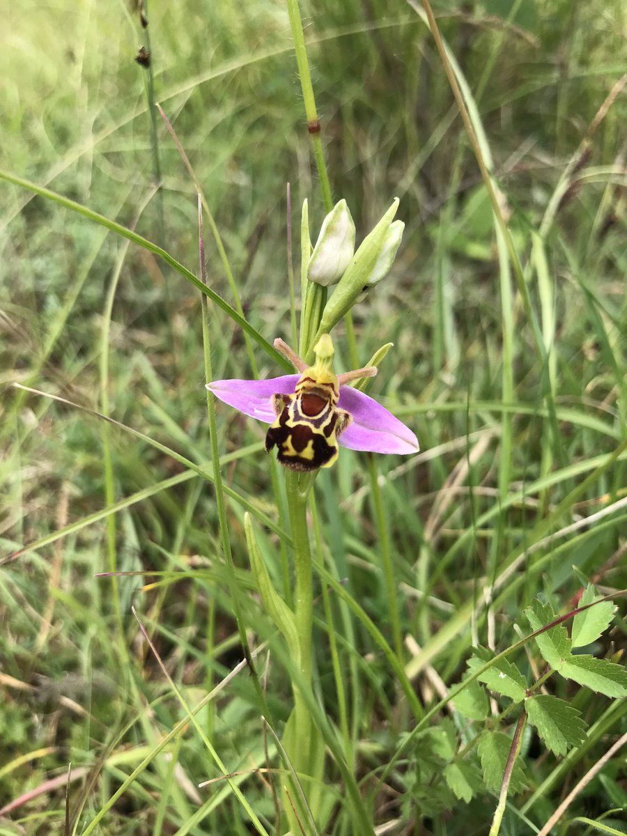 ALightTouchLtd's tweet photo. Today totalled 8 #orchids on 2 wanders! Spotty Spots, Pyramidal, < Butterfly, Bee, Chalk Fragrant, Man, Common Twayblades, White Helleborines! We are lucky in Surrey. So many on the doorstep. @ukorchids @Britainsorchids #dayoff #exploring https://t.co/mnWOsgIDDD