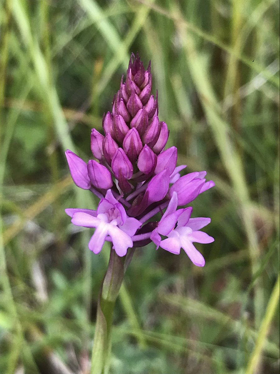 ALightTouchLtd's tweet photo. Today totalled 8 #orchids on 2 wanders! Spotty Spots, Pyramidal, < Butterfly, Bee, Chalk Fragrant, Man, Common Twayblades, White Helleborines! We are lucky in Surrey. So many on the doorstep. @ukorchids @Britainsorchids #dayoff #exploring https://t.co/mnWOsgIDDD